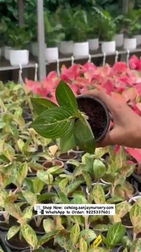 Aglaonema Plants Ready for Bulk Orders! 🌿✨