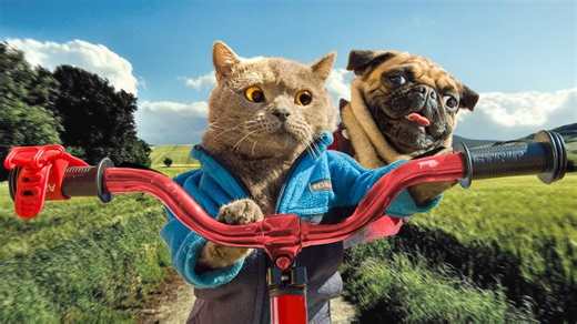 Cute cat and dog prove road trips are better together