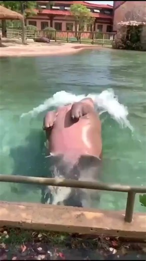 Hippo doing a back dive