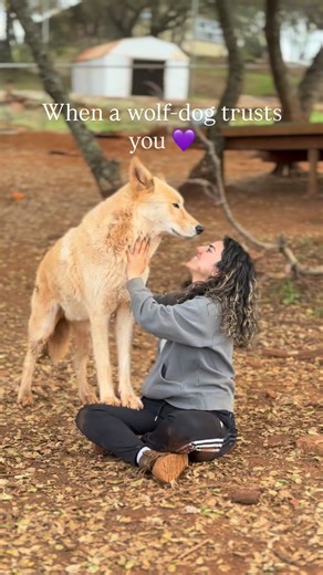 Women for Wolves on Instagram: "There is no greater feeling than when a wolf-dog trusts you 🥹💜🐺 Who agrees? Our rescues come from neglectful, difficult, or abusive situations. To see them come so far and trust people is a blessing. 🐺🥲 All your donations help us continue our mission; whether paying for vet bills, meat & food, habitat maintenance, and more. Thank you for all of your support. Consider joining the pack by visiting womenforwolves.org/membership 💜💜"