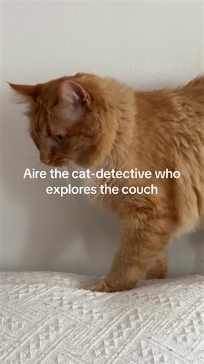 Aire the cat-detective who explores the couch #lovecatsforever #tiktokviral #tiktokviralvideo #adorablelittlebaby #catdetective