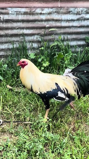 superhatch (@superhatch2)’s videos with sonido original - superhatch