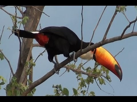 Toco Toucan Singing: Searching the Riparian Forest for Food - (Ramphastos toco) Tucanuçu