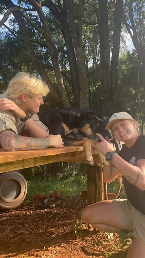 Dingo Breeding Season! ❤️❤️🐕🐕 If you live around native spaces it’s always good to be aware of what our wildlife should be up to! Just like knowing when the footy or cricket season starts…Right now, it’s the start of Dingo breeding season. Which means the young male Dingoes are spitting from their family groups, on an adventure to find a female! 👏👏😅😅 This is a crazy time for our wild Dingoes. A time where they really have to use their instincts to survive. Exploring possibly new places, en