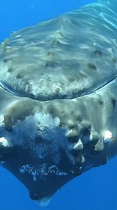 This humpback whale has a message: 'Peek a boo, I see you!' 😉 🐋 🎥: Caine Delacy Photography • instagram.com/cainedelacy • cainedelacy.com | Ocean Conservation Research - OCR