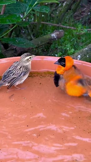 Orange Weaver Bird Aviary: Bird Bathing and More
