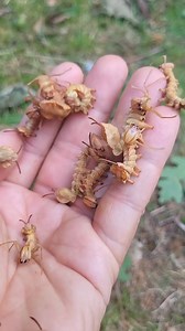116K views · 1.7K reactions | Lobster moth larvae Stauropus fagi By ultra moth daddy Bart Coppens | Moth of the day | Facebook