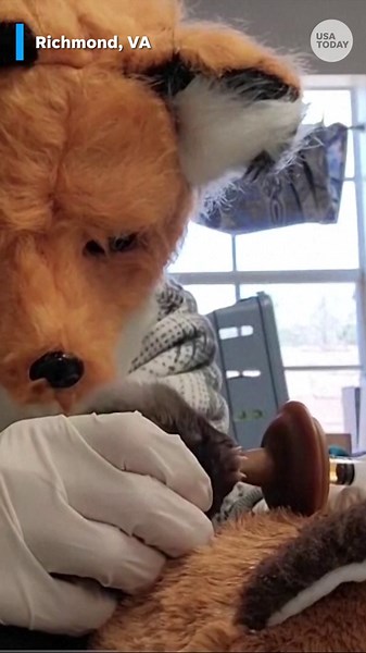 Richmond Wildlife Center employees wear fox mask while caring for orphaned kit fox