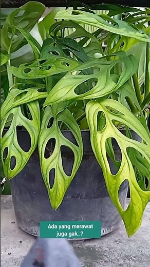 The Monstera Plant: The Charm of Its Perforated Leaves That Make It Captivating