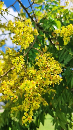 13K views · 220 reactions | Phytonutrients 101: Golden Raintree | The Weeds and Seeds Guy | Facebook