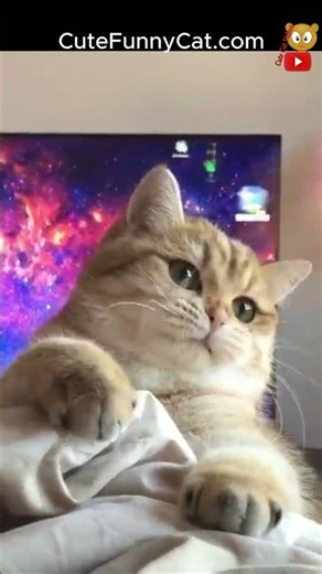 Cute Cat Compilation | Meowing, Playing with Wand and Being Naughty | June 30, 2026 #Shorts