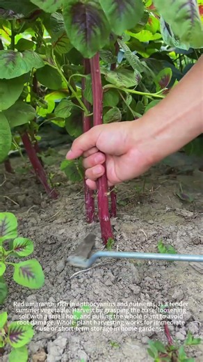 Is this the right way to harvest red amaranth? 🤔