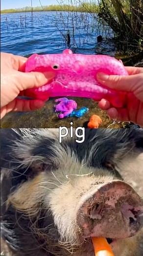 Learn Animal Names for Kids at the Lake: Pig Crocodile Capybara Meerkat Bearded Dragon