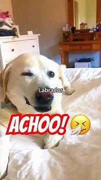 Funniest Labrador Moments Caught on Camera