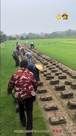 This is how they make grass for garden