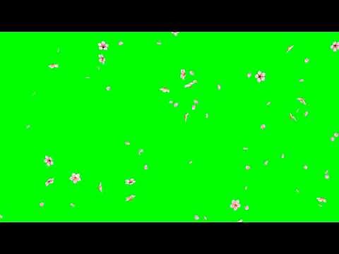 Falling Cherry Blossom Petals No.6 with Flowers HD Animation - green screen effect & overlay