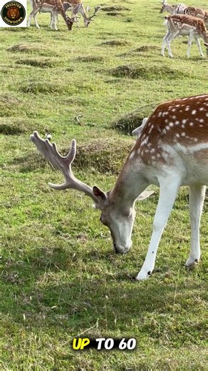 So Beautiful! 🦌 This Graceful Deer Will Calm Your Heart Instantly | deer