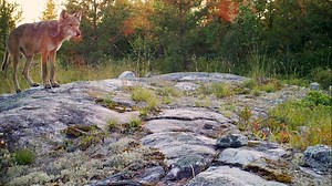 Wolves are changing Minnesota's ecosystem - by killing beaver productivity