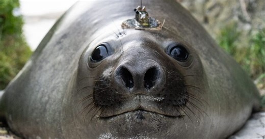 Viral sensation Neil the Seal given secret new home