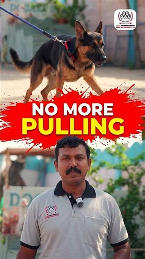 Dog Walk பிரச்சினை இனி இல்லை! Secret Method 🐶 #dogtraining #dogcoach #pets