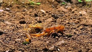 In this scorpion standoff, the first one stung is immobilised... and then devoured. Footage from the show World's Deadliest. | National Geographic UK