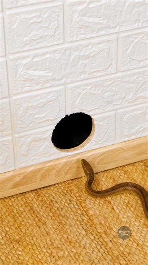 Natural Way to Be Pest-Free! 🐜 Genius Outdoor Hacks You’ll Love 🌸 | Smart Bushcraft