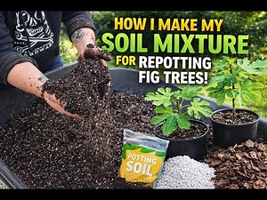 How I Make the Perfect Soil Mix for Fig Trees (Beginner Friendly)