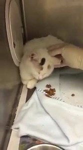 64 reactions · 51 shares | SOPHIE - #A139855 *Chipped* Female / 9...