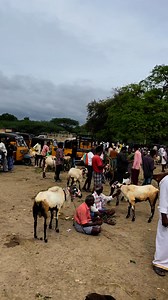 1K reactions · 5 comments | goat market #GOAT #sheep #lkschannel | Lks Chanal | Facebook