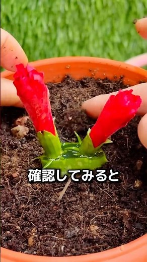 Why do we put cut flowers into aloe vera plants?