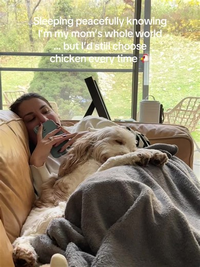 English Cocker Spaniel's Hilarious Food Choices