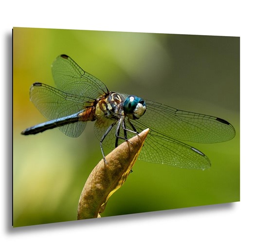 Blue Dasher Dragonfly Macro Nature Photography Wall Art - Etsy Australia