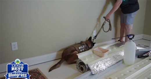 Protect your health and home with Mold Dog Network