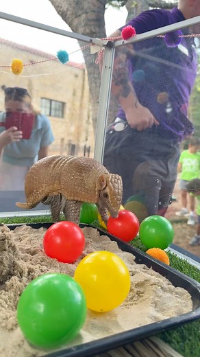 4.2M views · 35K reactions | Wilson the armadillo had a birthday beach bash! 拾️ #animals #cuteanimals #cute | San Antonio Zoo | Facebook