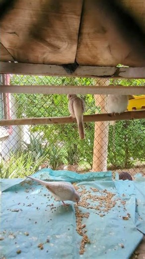 Tiny Dove, Big Love 💕 #BirdLovers 🕊️🕊️#birds #nature