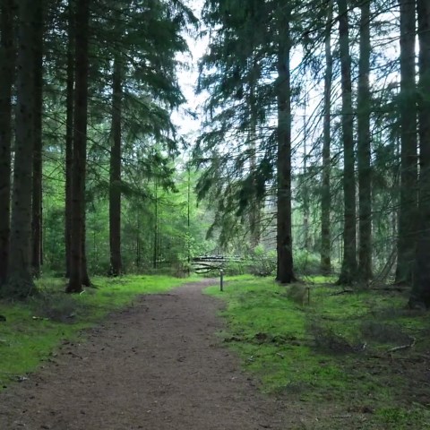 Eastern Hemlock Tree Seeds: Native Tsuga Canadensis for Reforestation - Etsy