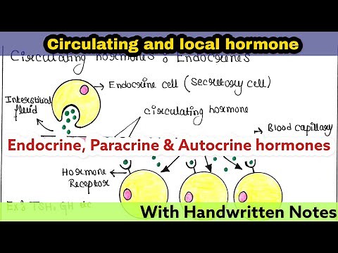 Circulating and local hormone | Endocrine, Paracrine, Autocrine hormones