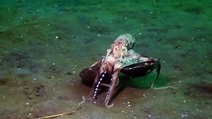 Octopus walking and carrying a shell
