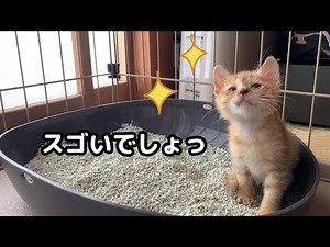 【保護子猫】初日からトイレを使いこなす天才猫