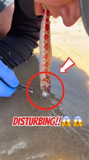 He Used His Mouth as Bait.. What He Pulled Out Is TERRIFYING 😨