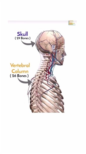 HUMAN SKELETON SYSTEM #bones #skeletonsystem #anatomy