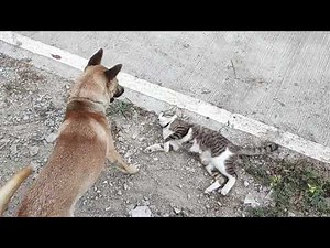 Dog bites cat. Our young dog and our cat are fighting each other. Our cat knows how to defend itself