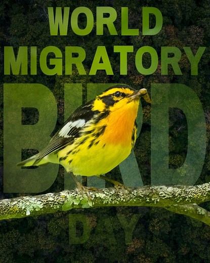 Happy #WorldMigratoryBirdDay! 🦜 Start your morning with a coffee that supports migratory birds and the environment! ☕🌿 Created by Smithsonian scientists, Bird Friendly® is the environmental gold standard in sustainable coffee production and does more than any other certification to protect habitat that is often destroyed to make way for coffee growing. It is the only certification that guarantees every coffee bean sold is grown in a way that protects wildlife habitat. Instead of clearing fores