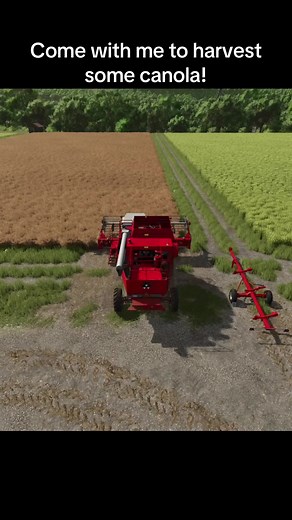 Harvesting Canola in Farming Simulator 25