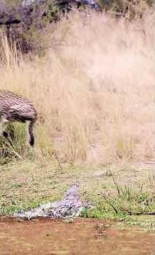 Cheetah vs. Crocodile – A Narrow Escape!