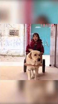 🐶🛒 الكلب الذكي ومهمة الإنقاذ البطولية 🚗✨