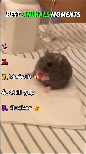 Best Animals Moments 🐶😂 | Funny Animal Compilation