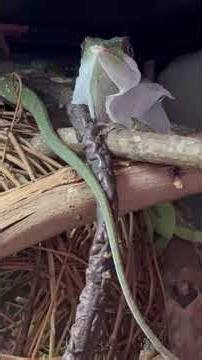 Why does a giant Cuban anole eat its own shed skin? 😳🦎