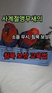 Reducing Parrot Noise - The Four Seasons Parrot's Silence Reward Training Method