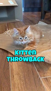 I'll never get tired of kitten throwbacks, especially the ones of baby Pudding! The brain cell has obviously skipped over this kid his whole life, lol. 🧡 | The Oreo Cat